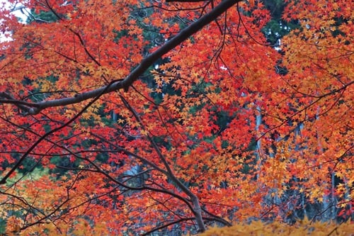 fall2