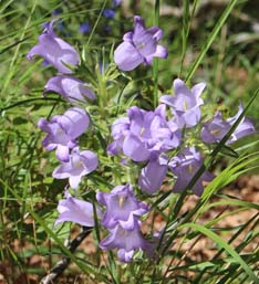 オルデサ国立公園の花