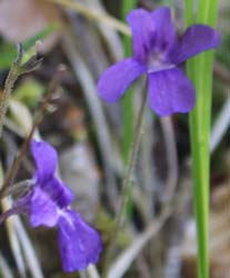 オルデサ国立公園の花