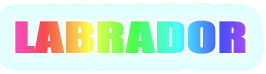 LABRADOR 