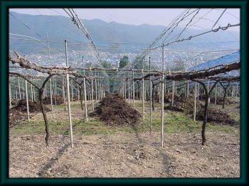 Applying compost to grape vine. The compost is made from vegetable material.