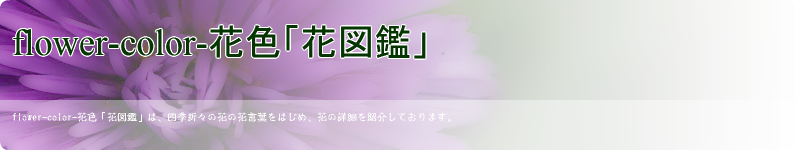 花図鑑 アイビーゼラニウム