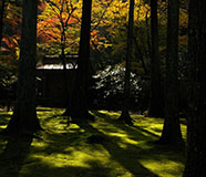 寺院・花