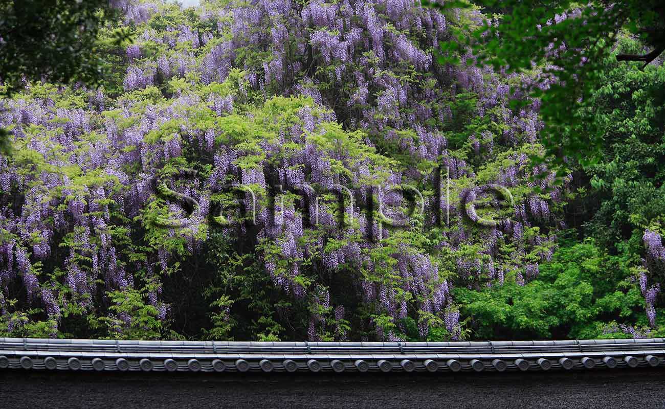 寺院・花２