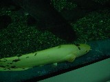 アルビノビワコオオナマズと寄り添うビワコオオナマズ