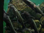 ネコギギ♪おなかぱんぱん