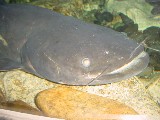 琵琶湖の主。ビワコオオナマズ