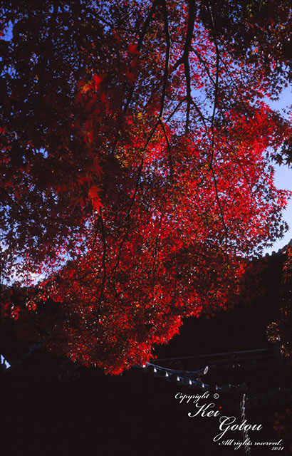 南禅寺山門脇の紅葉のカラー写真2