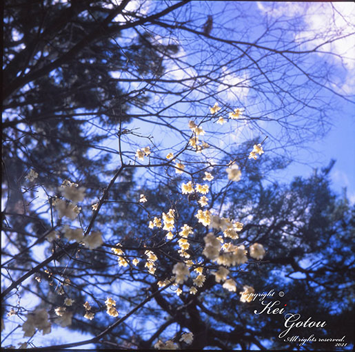 蝋梅の花のカラー写真1
