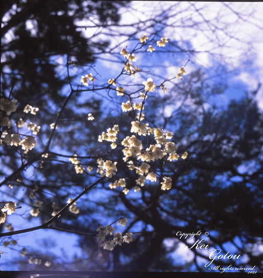 蝋梅の花のカラー写真2