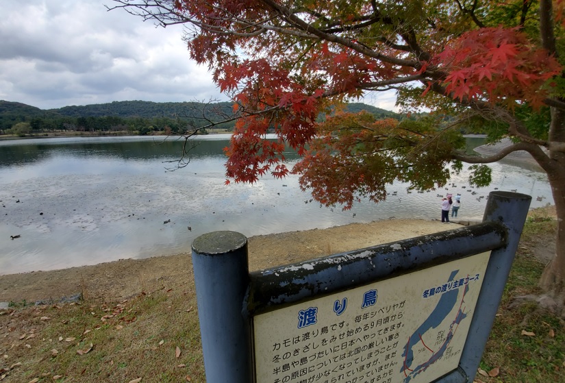 渡り鳥