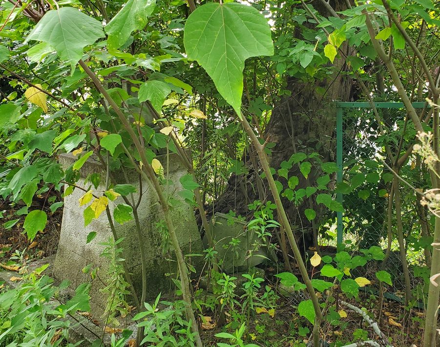 大木と祠