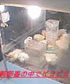 卵の孵化