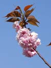 八重桜01