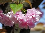 八重桜02
