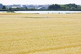 麦ばたけ遠景