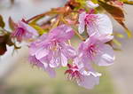 河津桜