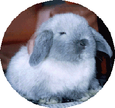 photo15.gif