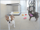 子犬の写真