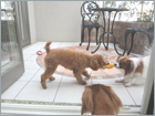 子犬の写真