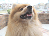 犬