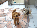 犬のようちえん写真