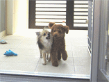 子犬の写真