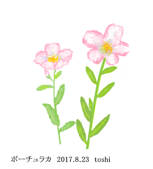 ポーチュラカピンク