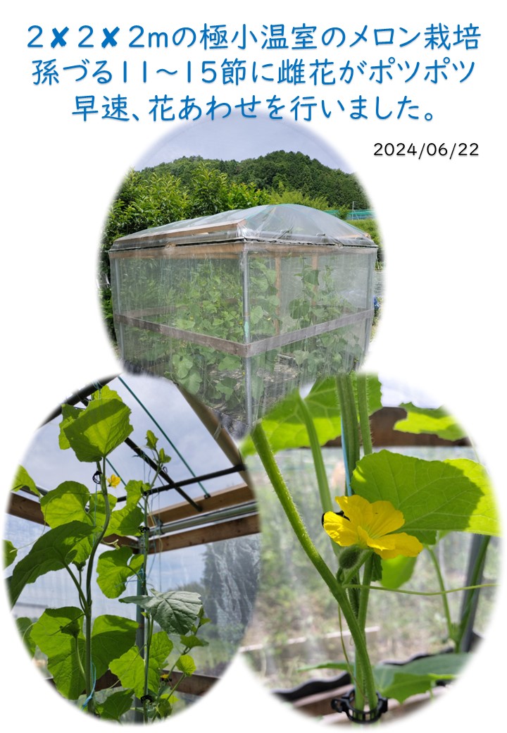 メロン温室