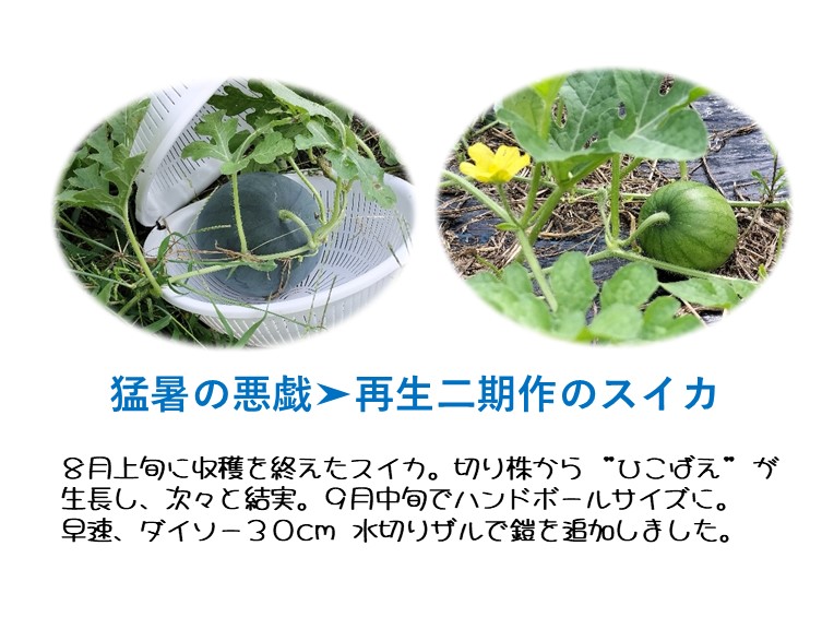 ひこばえのスイカ