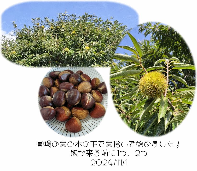 栗拾い