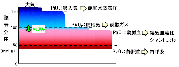 動脈血 酸素 分 圧