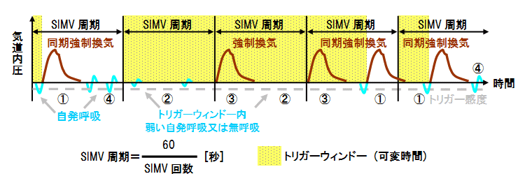 Simv 同期式間欠的強制換気