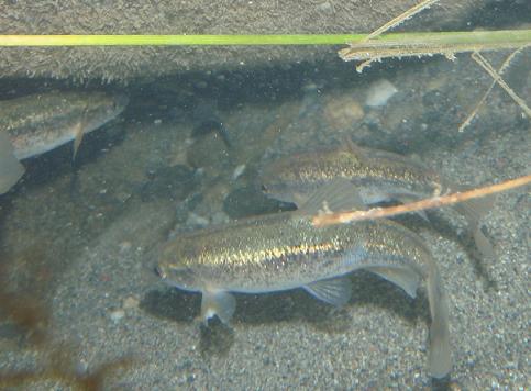 タカハヤ1