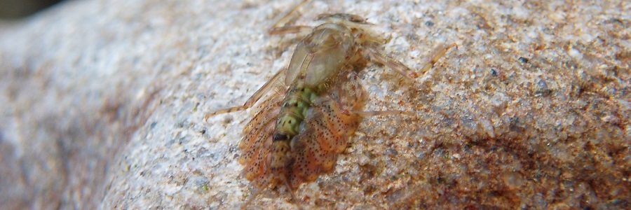 エルモンヒラタカゲロウ