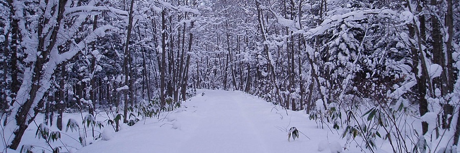 雪道