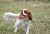dog run(20pic)