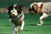 DOG RUN FIELD(10pic)