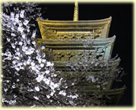 夜桜
