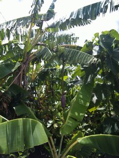 banana