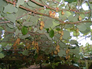 Kiwi Fruit