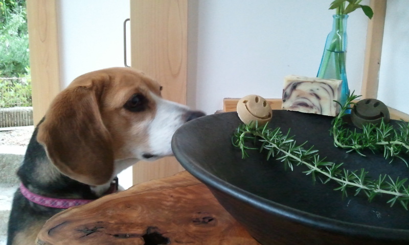 季節の花3写真