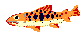 iwana.gif (1221 �o�C�g)