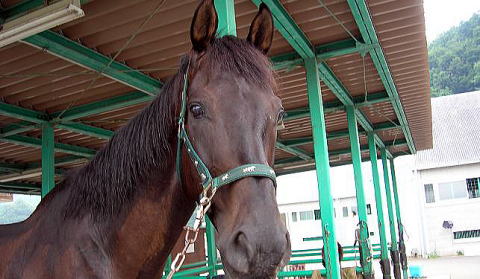 乗馬日記・乗馬用品・馬グッズ専門サイト HORSE－HORSE馬の館
