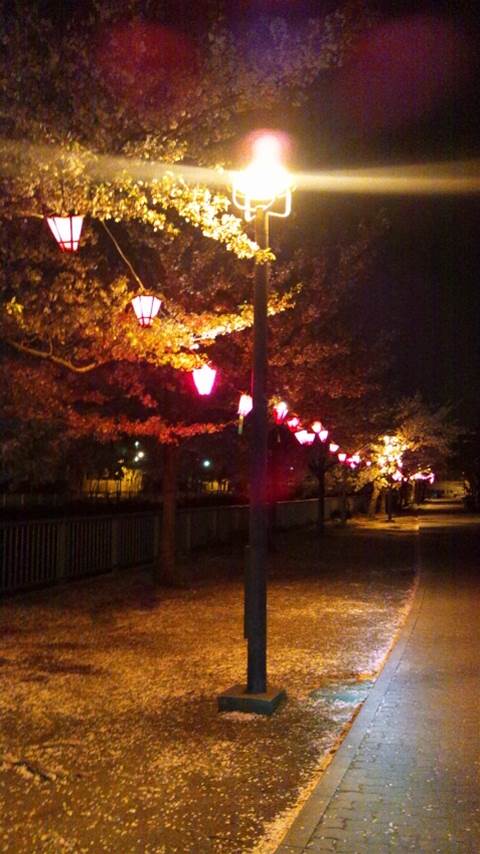 夜桜・・・もう少し早くに来るべきだった
