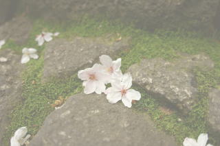 お墓、石碑、墓地、霊園を神戸市でお探しの方は神戸市兵庫区で明治2年から営業をしておりますお墓のイシケン、石建工芸株式会社にお任せください。お墓のリフォームはもちろん文字の追加彫刻や納骨の立会いまで承っております。