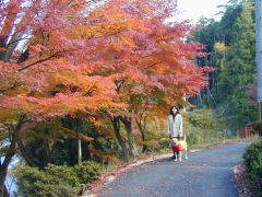 紅葉がきれいです。