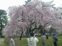 s䉑̎