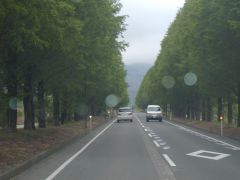 これがメタセコイヤの並木道