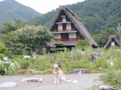 和田家 江戸時代中期から後期の建築といわれる茅葺き合掌造り住宅。白川村に残された合掌造りでは最も規模が大きく、保存状態が良い。
